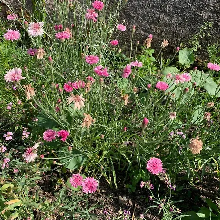 Les Jardins D'elise, Calme Et Verdure A Lure