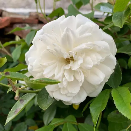 Les Jardins D'elise, Calme Et Verdure A 公寓